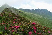 25 Dal Passo di Lemma rododendri con vista in Pizzo Vallone a dx